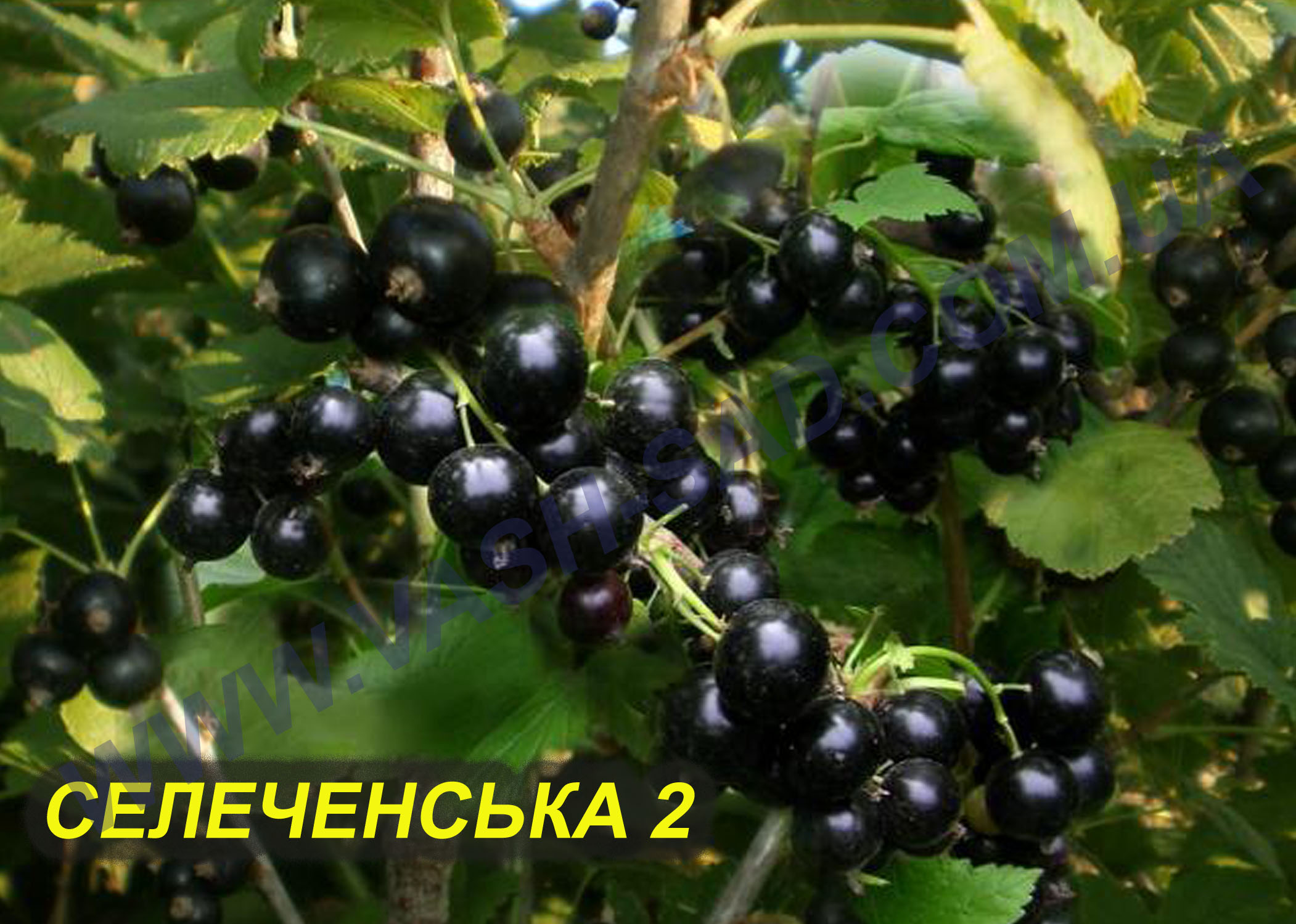 Селеченська 2 Селеченська 2