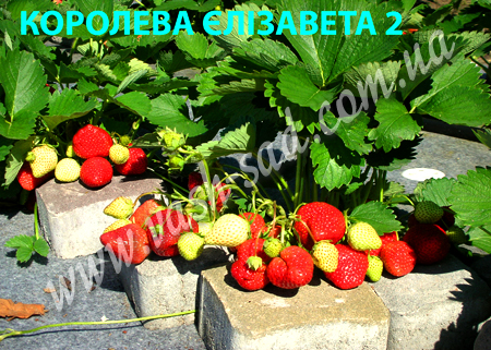суниця, Королева Єлізавета 2