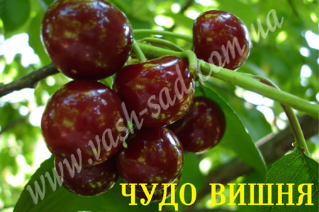 Вишня, Чудо вишня