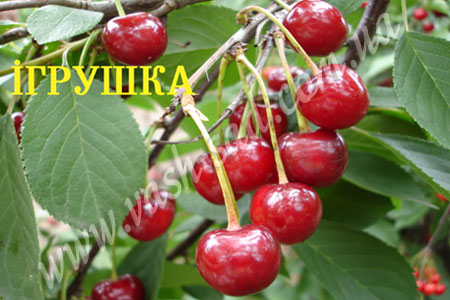 Вишня, Ігрушка