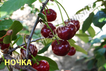 Вигня, Ночка